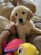 Golden Retriever Puppies for sale in Avalon Park, FL 32828, USA. price: NA