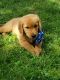 Golden Retriever Puppies for sale in Wisconsin Rapids, WI, USA. price: $750