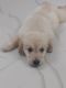 Golden Retriever Puppies for sale in ECIL Cross Roads, Laxmi Garden, Cherlapalli, Secunderabad, Telangana 500062, India. price: 32000 INR