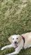 Golden Retriever Puppies for sale in Allen, TX, USA. price: NA
