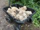 Golden Retriever Puppies for sale in 479 Chilvers Rd, Chehalis, WA 98532, USA. price: $1,200