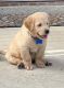 Golden Retriever Puppies for sale in Cypress, TX 77429, USA. price: NA