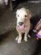 Golden Retriever Puppies for sale in Bhuli, Dhanbad, Jharkhand 828104, India. price: 15000 INR