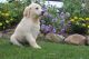 Golden Retriever Puppies for sale in Bloomington, IN, USA. price: $500