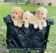 Golden Retriever Puppies for sale in Franktown, CO 80116, USA. price: $1,800