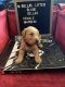 Golden Retriever Puppies for sale in San Bernardino, CA, USA. price: NA