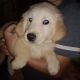 Golden Retriever Puppies for sale in Monroeville, OH 44847, USA. price: NA
