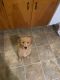 Golden Retriever Puppies for sale in Pocahontas, AR 72455, USA. price: NA