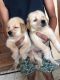 Golden Retriever Puppies for sale in Meerut, Uttar Pradesh, India. price: 12000 INR