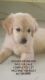 Golden Retriever Puppies for sale in A. S. Rao Nagar, Secunderabad, Telangana, India. price: 18000 INR