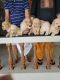 Golden Retriever Puppies for sale in Kochi, Kerala, India. price: NA
