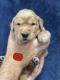 Golden Retriever Puppies for sale in 3420 NE 30th Ct, Ocala, FL 34479, USA. price: $1,500
