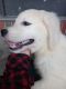 Golden Retriever Puppies for sale in Walnutport, PA 18088, USA. price: $850