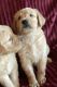 Golden Retriever Puppies for sale in Beulaville, NC 28518, USA. price: NA