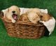 Golden Retriever Puppies for sale in Bella Vista, AR, USA. price: $600