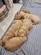 Golden Retriever Puppies for sale in 87052 470 Ave, Stuart, NE 68780, USA. price: NA