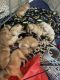 Golden Retriever Puppies for sale in Gig Harbor, WA, USA. price: $1,200