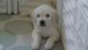 Golden Retriever Puppies for sale in Burley, ID 83318, USA. price: NA