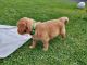 Golden Retriever Puppies for sale in New York, NY, USA. price: $200