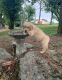 Golden Retriever Puppies for sale in New York, NY, USA. price: $200