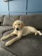 Golden Retriever Puppies for sale in Lake Worth, FL, USA. price: $1,400