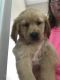 Golden Retriever Puppies for sale in Waterford, ME 04088, USA. price: $1,100