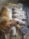 Golden Retriever Puppies for sale in Brunswick, OH 44212, USA. price: $1,300