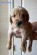 Golden Retriever Puppies for sale in Temple, TX, USA. price: NA