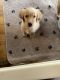 Golden Retriever Puppies for sale in Coalgate, OK 74538, USA. price: NA