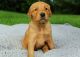 Golden Retriever Puppies for sale in Monte Vista, CO 81144, USA. price: $1,200
