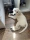 Golden Retriever Puppies for sale in NEW CARROLLTN, MD 20784, USA. price: NA