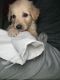 Golden Retriever Puppies for sale in Ahmedabad, Gujarat, India. price: 15000 INR