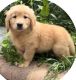 Golden Retriever Puppies for sale in Jamaica Estates, Queens, NY, USA. price: NA