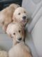 Golden Retriever Puppies for sale in Thorsby, AL 35171, USA. price: $1,000