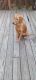 Golden Retriever Puppies for sale in Meriden, CT 06451, USA. price: $1,500