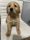 Golden Retriever Puppies for sale in Sterling Heights, MI, USA. price: $1,200