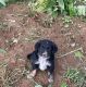 Golden Retriever Puppies for sale in Broadway, VA 22815, USA. price: NA