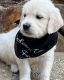 Golden Retriever Puppies for sale in San Diego, CA, USA. price: $3,500