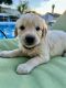 Golden Retriever Puppies for sale in Lewiston, ID 83501, USA. price: $2,000