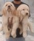 Golden Retriever Puppies for sale in Musheerabad, Zamistanpur, Hyderabad, Telangana, India. price: NA