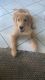 Golden Retriever Puppies for sale in Kissimmee, FL, USA. price: NA