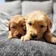 Golden Retriever Puppies for sale in Fowlerville, MI 48836, USA. price: $1,000