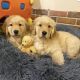 Golden Retriever Puppies for sale in 3775 W Curtiss Dr, Jackson, WY 83001, USA. price: NA