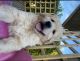 Golden Retriever Puppies for sale in Vermont, IL 61484, USA. price: $800