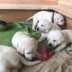 Golden Retriever Puppies for sale in Vermont, IL 61484, USA. price: $900