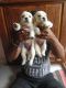 Golden Retriever Puppies for sale in Srirampura, Bengaluru, Karnataka, India. price: 12000 INR