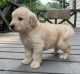 Golden Retriever Puppies for sale in Schell City, MO 64783, USA. price: $1,500