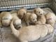 Golden Retriever Puppies for sale in Brentwood, CA 94513, USA. price: $2,000