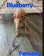 Golden Retriever Puppies for sale in Bellville, OH, USA. price: NA