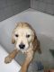 Golden Retriever Puppies for sale in Elizaville, Livingston, NY, USA. price: $1,000